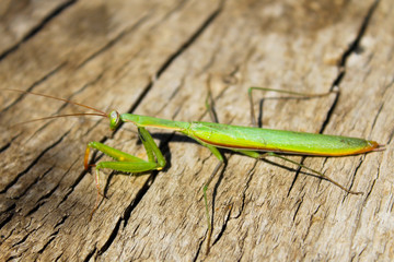 Praying mantis (Mantis religiosa)