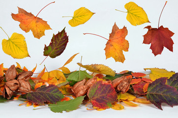fallende Blätter, Herbst, Deko