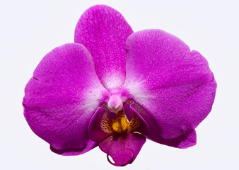 The orchid  flower is closeup isolated on white  background