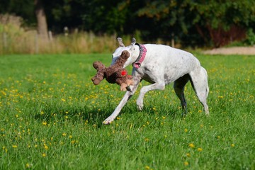 weißer Greyhound spielt mit einem Plüschtier