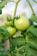 Green tomato plant in the garden