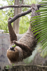 two-toed sloth eating cucumber