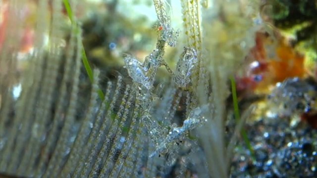 skeleton shrimp