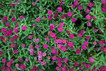 Pink flower field top view background