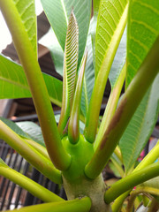 Leaf top of tree