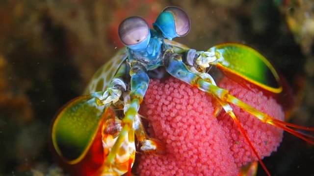 Peacock mantis shrimp breed eggs