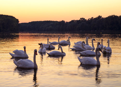 Bevy of swans in river on sunset