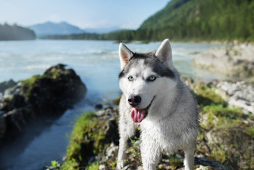Siberian Husky on the lake in the park