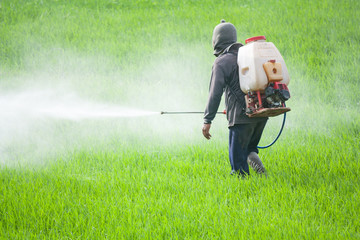 farmer spraying pesticide in the rice field