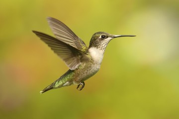 Ruby-throated Hummingbird (archilochus colubris)