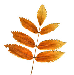 Autumn Leaf isolated