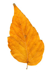 Autumn Leaf isolated