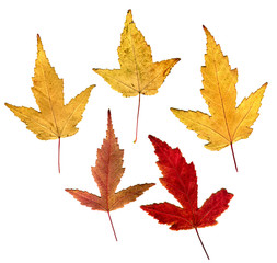 Autumnal Leafs Set