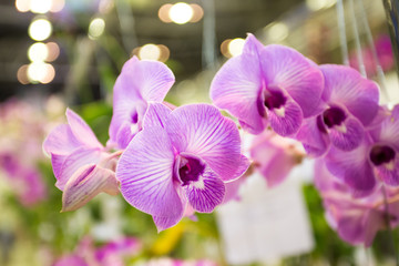 Orchids flower Is considered the queen of flowers in Thailand