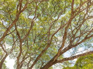 Up view on tree and clouds on blue sky