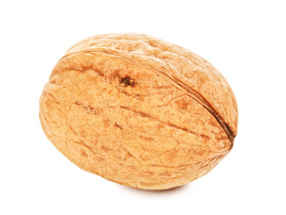 Single Walnut In A Shell