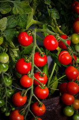 Vine of cherry tomatoes