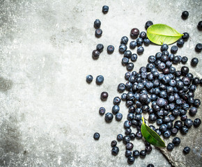 Forest blueberries with the older leaves .