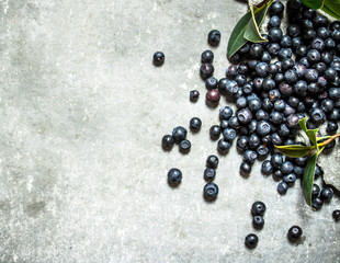 Forest blueberries with the older leaves .