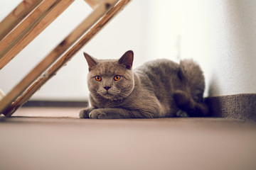 Purebred British Shorthair cat indoor portrait