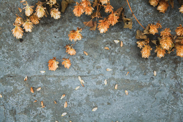 Dry brown hop cones  on concrete background. Brewing.
