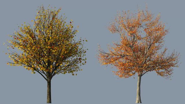 Isolated autumn trees with wind and alpha mask