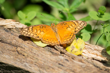 La mariposa está parada en el tronco seco.