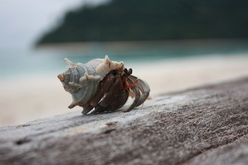 hermit crab walking on the beach.