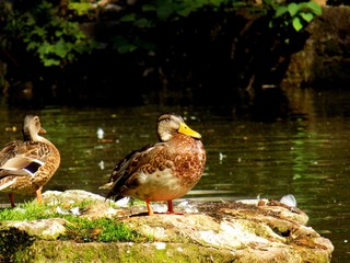 Wild mallard duck standing on rock in pond