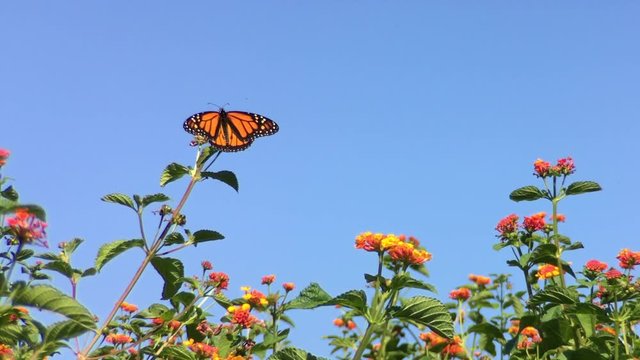 4K HD video of a Monarch butterfly, also known as milkweed butterfly, landing on orange lantana flowers and drinking nectar, The Monarch butterfly is considered an iconic pollinator species
