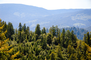 Redwood National Park