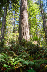 Redwood National Park