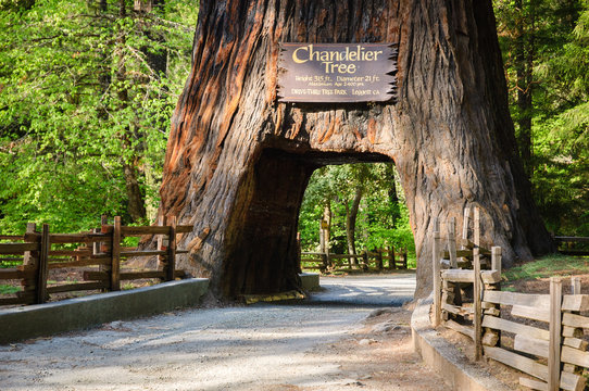 Chandelier Tree