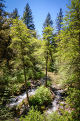 Fototapeta premium Whiskeytown-Shasta-Trinity National Recreation Area