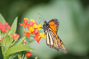 Fototapeta na wymiar La mariposa Monarca y la flor de Algodoncillo.