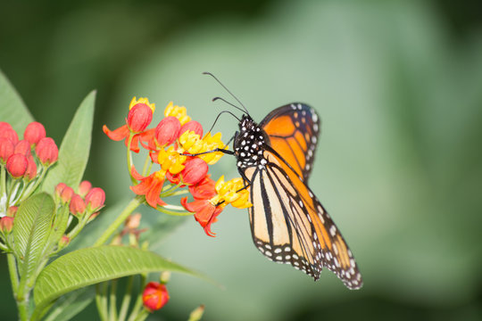 La mariposa Monarca y la flor de Algodoncillo.
