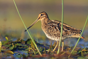 snipe at the front of the rack