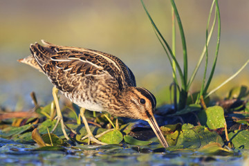 snipe gets food from under the mud - obrazy, fototapety, plakaty