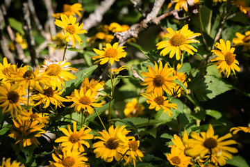 Yellow flowers