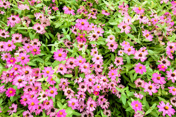 Obraz premium beautiful spring garden pink flower background