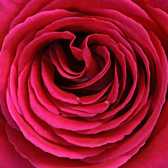 Cœur d'une rose rouge © hcast