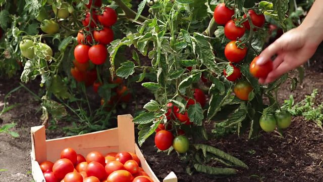 Ripe juicy tomatoes growing in the greenhouse. Tomatoes, Ecological Farming, Organic Gardening