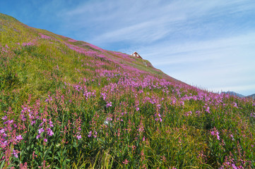 Valley of flowers  in Greenlandian Tasiilaq  Village © robnaw