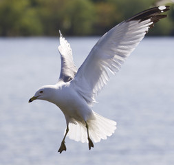 Beautiful picture with a flying gull