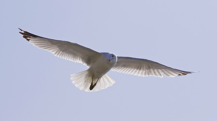 Beautiful isolated picture with a flying gull