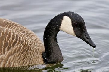 Amazing image with the Canada goose drinking water