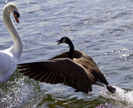 Amazing photo of the epic fight between a Canada goose and a swan