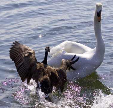Fantastic amazing photo of a Canada goose attacking a swan on the lake