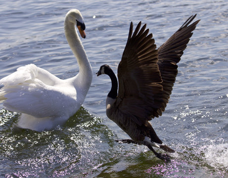 Amazing image of the epic fight between a Canada goose and a swan