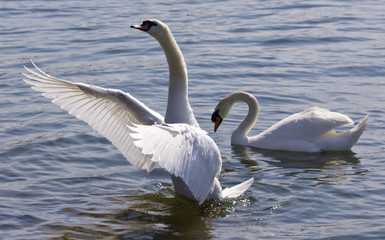 Fototapeta premium Beautiful isolated photo of the swan showing his wings in the lake